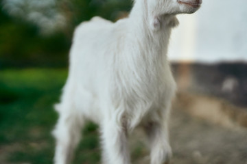 Obraz premium goat on green grass