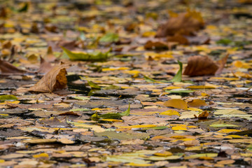 Herbstlaub auf Wasser