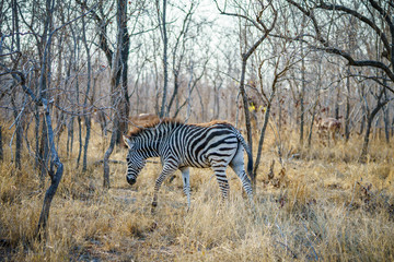 Fototapeta na wymiar zebras in kruger national park, mpumalanga, south africa 14