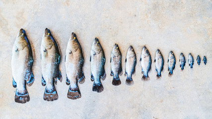 In row, fish of different sizes. Stages of fish growth.