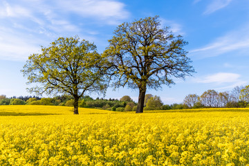 Germany, Schleswig-Holstein, Holstein Switzerland, Two trees growing in vast rapeseed field in spring