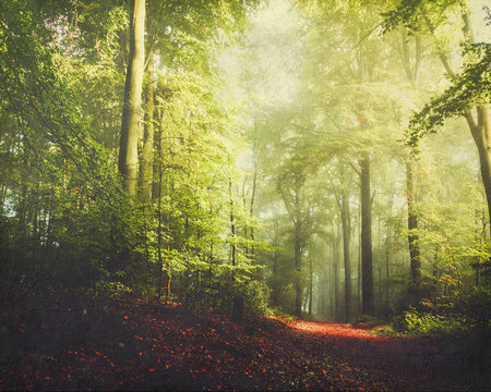 Germany, Wuppertal, scenic view of forest