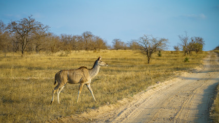Naklejka na ściany i meble kudu in kruger national park, mpumalanga, south africa 2