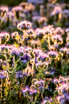 Germany, Schleswig-Holstein, Rettin, Purple blooming wildflowers
