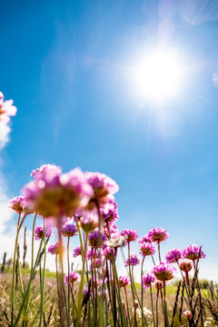 Germany, Schleswig-Holstein, Fehmarn, Sun shining over pink blooming wildflowers