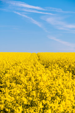 Germany, Schleswig-Holstein, Fehmarn, Vibrant yellow rapeseed field in spring
