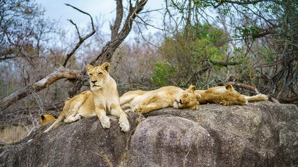 lions posing on a rock in kruger national park, mpumalanga, south africa 126