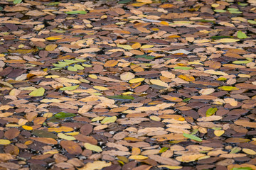 Herbstlaub auf Wasser