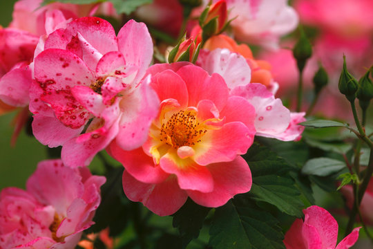 Close-up of pink roses growing in garden at Germany