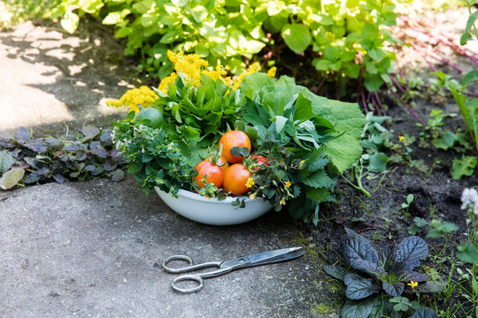 Bowl of harvested wild herbs sorrel, oregano, coltsfoot, herb gerard, nettle, goldenrod and tomatoes