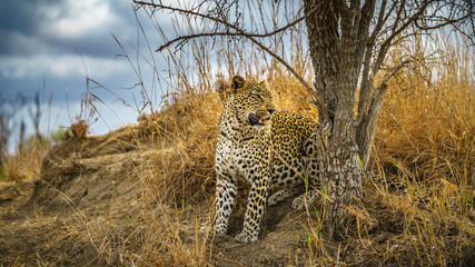 leopard in kruger national park, mpumalanga, south africa 168