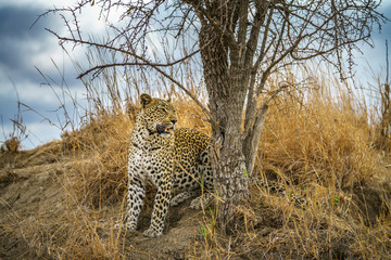 Obraz premium leopard in kruger national park, mpumalanga, south africa 151