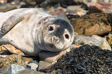 Close up photo of adult Seal on the seashore of the North Sea. The Holy Island of Lindisfarne. Northumberland. UK