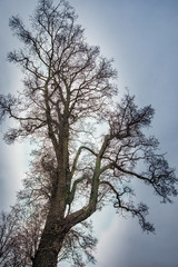 Beautiful branchy tree against the sky in parck