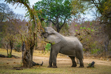 elephant in kruger national park, mpumalanga, south africa 54