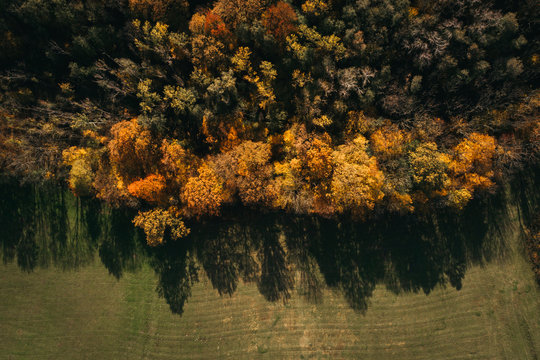 Aerial view of autumn forest