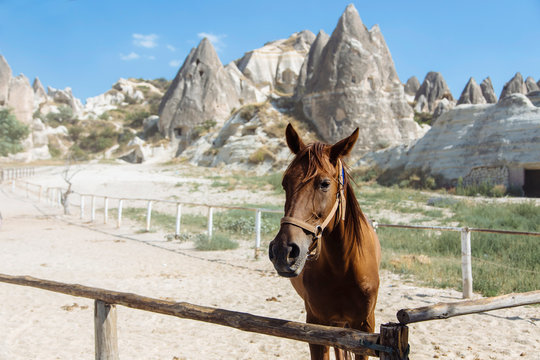 Brown horse standing on land against mountains in Goreme, Cappadocia, Turkey