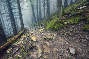 thick morning fog in the summer forest. thick morning fog in the forest at pond. Morning landscape...