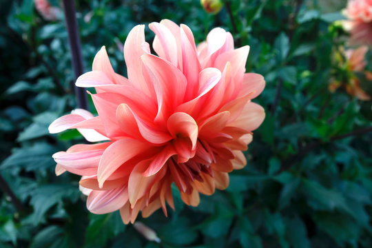 Close-up of peach dahlia growing in park