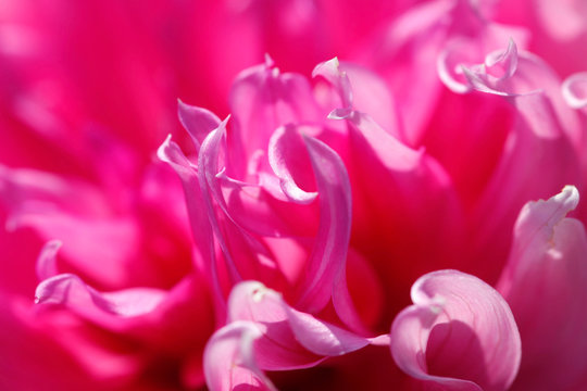Extreme close-up of pink dahlia - Powered by Adobe