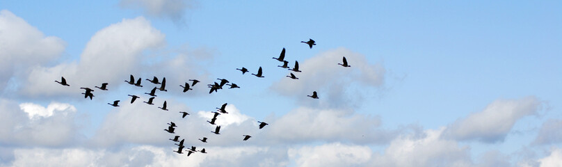 Geese migrate each year, many hunters await for flocks of Canadian geese