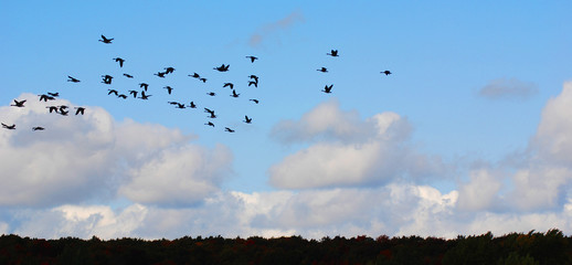 Geese migrate each year, many hunters await for flocks of Canadian geese
