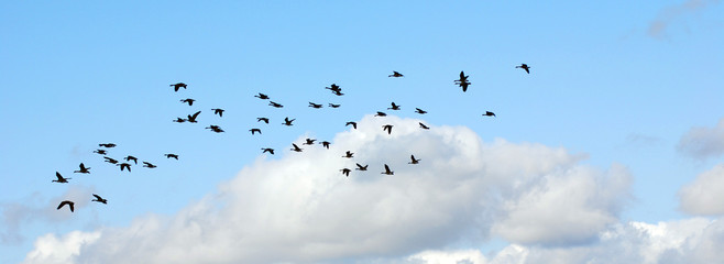 Geese migrate each year, many hunters await for flocks of Canadian geese