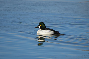 Common Golden Eye duck