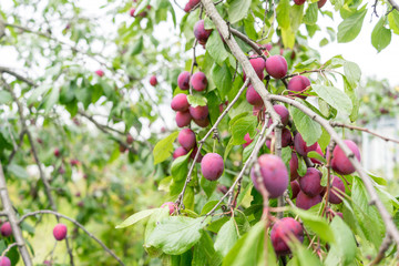 Branch of ripe red plum fruit in the greenery in orchard