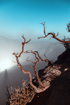 Indonesia, Java, Ijen?volcano, close up of barren tree