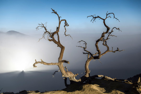 Indonesia, Java, Ijen?volcano, close up of barren tree