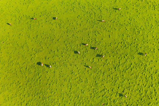 Aerial view of cows grazing on grassy land, Peretshofen, Germany