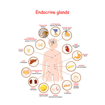 Endocrine glands and hormones.
