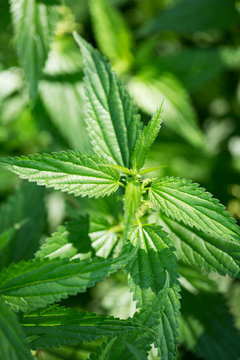 Full frame shot of stinging nettles growing in farm