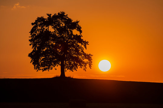 Silhouette oak tree on land against orange sky during sunset, Bavaria, Germany