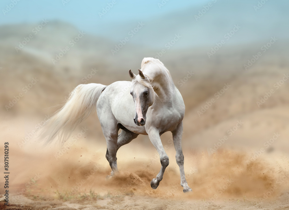 Wall mural white arabian horse running in desert