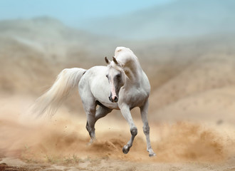 white arabian horse running in desert - obrazy, fototapety, plakaty