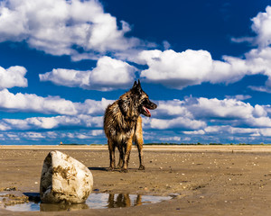 Dog playing with football on muddy beach. Belgian Shepherd Tervueren is a breed similar to German Shepherd.