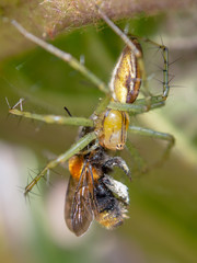 Macro photography of a garden spider with an insect on its fangs. Photography taken in a garden near the colonial town of Villa de  Leyva, in the central Andean mountains of Colombia.