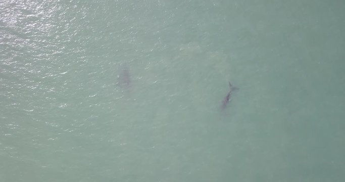 Baleia Franca Mar Atlantico Florian&oacute;polis Santa Catarina Brasil