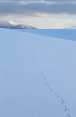 ユキウサギの足跡