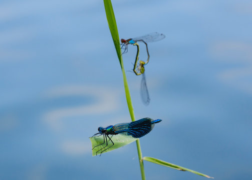 Close-up of damselflies on plant at Nature Reserve Isarauen, Bavaria, Germany