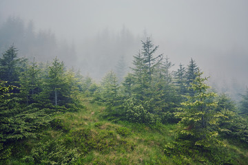 nature panorama green forest mountain fog cloud travel