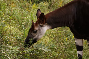 オカピ © swgwecp