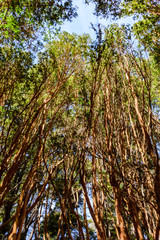 Fototapeta premium Low angle view of tall Chilean myrtle trees seen in Los Arrayanes National Park, Villa La Angostura, Patagonia, Argentina