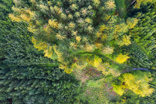 Aerial view of forest with reforestation near Dietramszell, T?lzer Land, Upper Bavaria, Bavaria, Germany