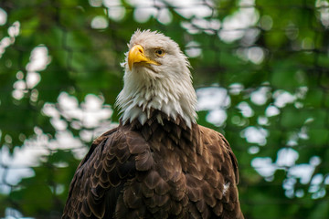 bald eagle