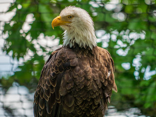 american bald eagle