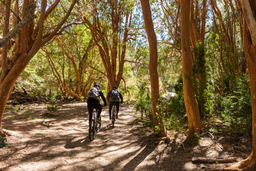 Rear view of young couple riding bicycle in through Chilean myrtle trees forest in Arrayanes...