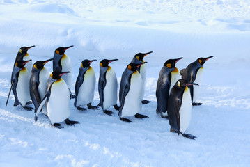 キングペンギンの散歩